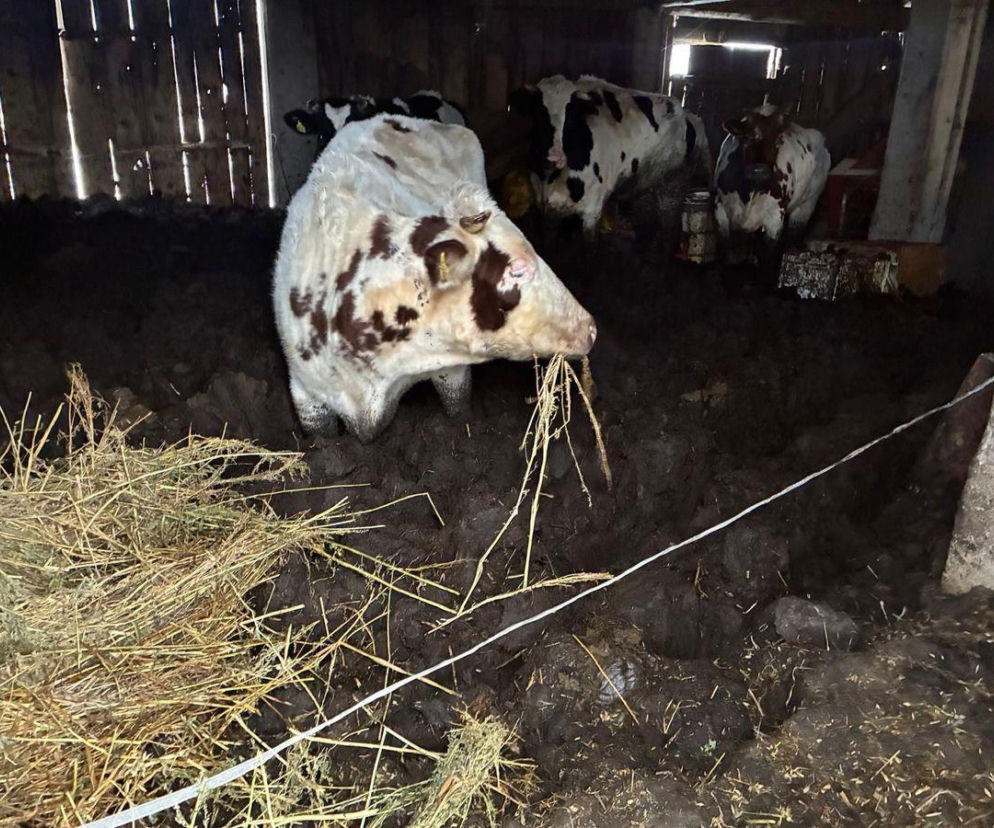 Łańcuchy wrośnięte w skórę. Piekło zwierząt w gospodarstwie