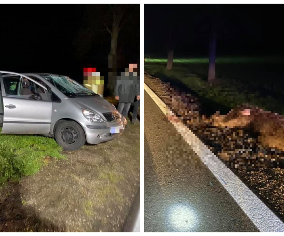 Wypadek na DK8. Mercedes zderzył się z łosiem