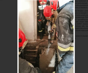 Podkarpacie: Tak imprezowali, że koń wpadł do piwnicy