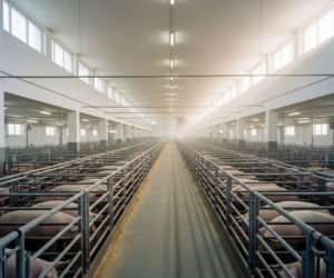 Pogłowie świń w Polsce rośnie, a hodowców ubywa. Co stoi za tą zaskakującą zmianą?