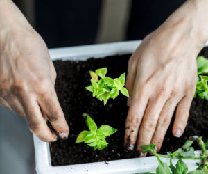 Aptenia sercolistna
