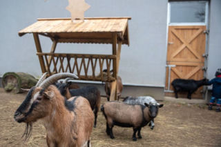 Święta w łódzkim ZOO. Jak będzie czynne? Jak można zrobić prezent zwierzętom? [SZCZEGÓŁY]