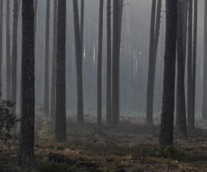 Roztoczański Park Narodowy zamknięty! Puszcza Solska w ogniu