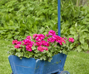 Pelargonie rabatowe