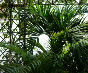 Rośliny w ogrodzie zimowym