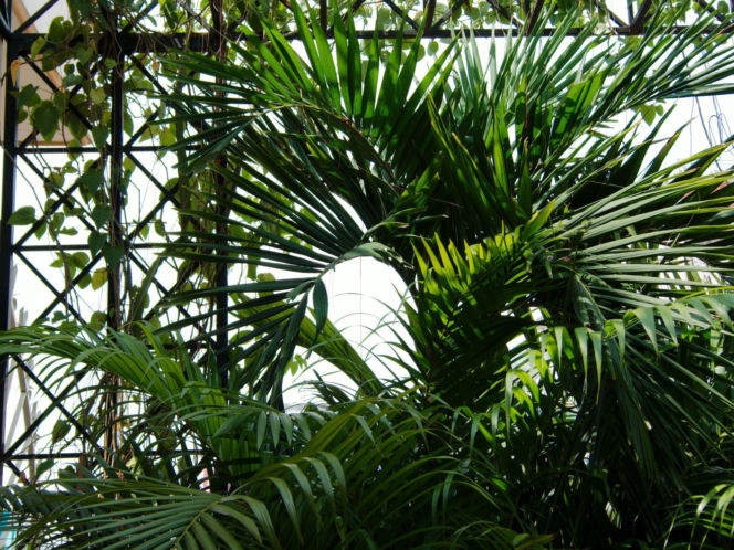 Rośliny w ogrodzie zimowym