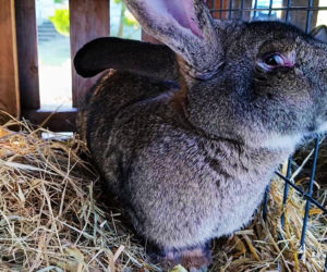 Żywa szopka w Żydowcach