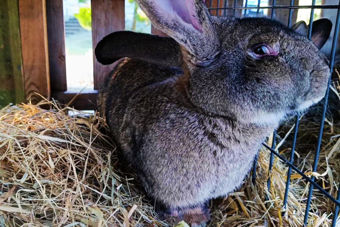 Żywa szopka w Żydowcach
