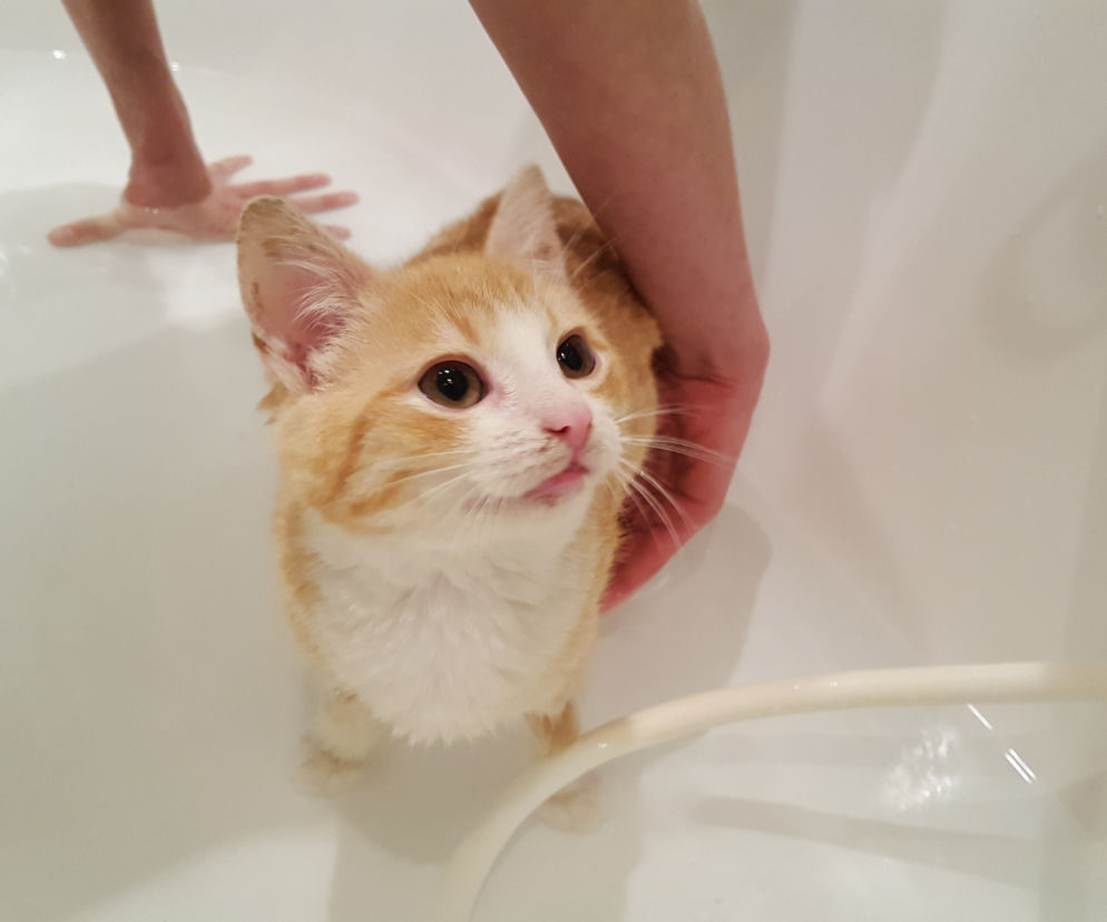 Kot Rudi