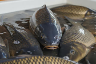 Dyskonty zdzierają na karpiach!