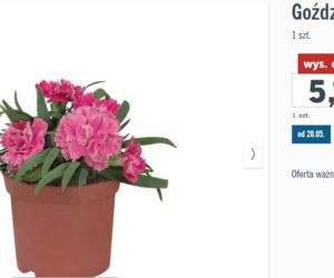 Lidl - ofera na Dzień Matki 