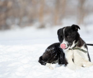 Doda rusza na pomoc zwierzętom! Interwencja w Sobolewie i ostre słowa pod adresem władz gminy