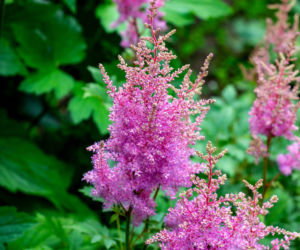 Tawułka Arendsa