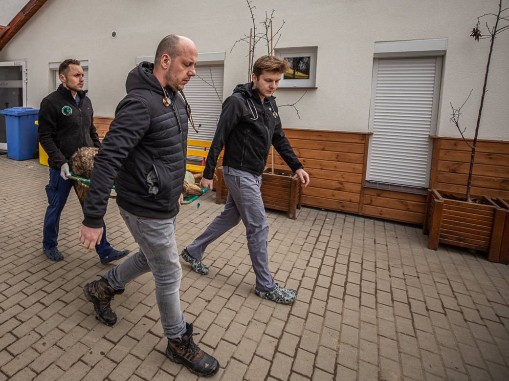 Podkarpackie. Wilk potrącony przez samochód [ZDJĘCIA]