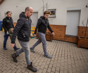 Podkarpackie. Wilk potrącony przez samochód [ZDJĘCIA]