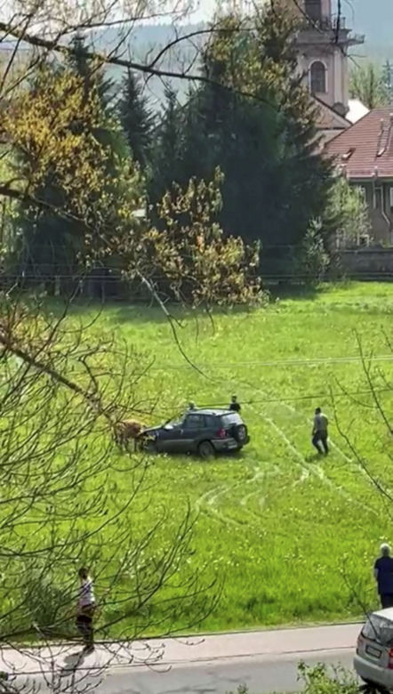 Horror na łące! Znęcali się nad cielakiem, wjeżdżali w niego samochodem