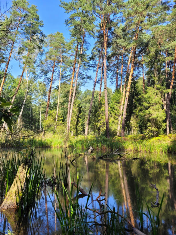 Prastara Puszcza Dulowska w Małopolsce. Spotkasz tam nawet łosie! 