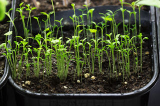 Błędy popełniane podczas przygotowania rozsady