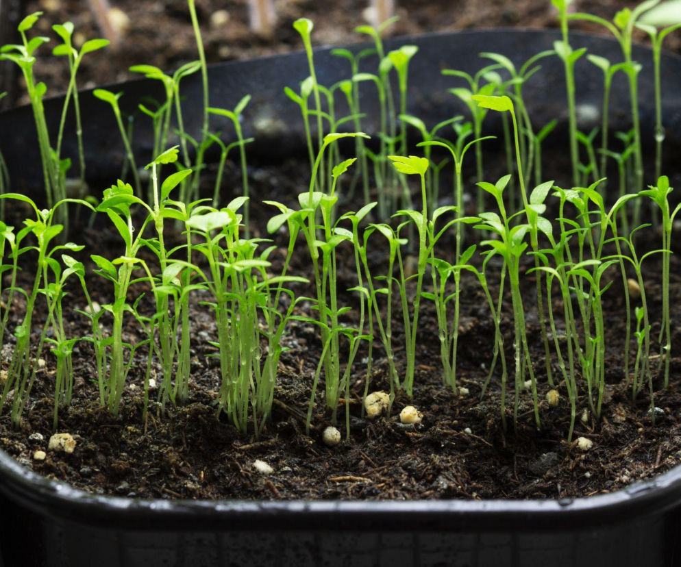 Błędy popełniane podczas przygotowania rozsady