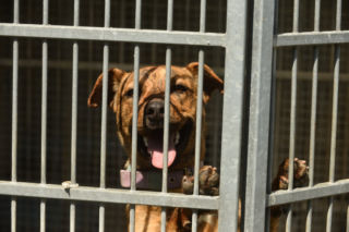 Najpierw Sobolew, teraz Schronisko na Paluchu. NIK skontroluje warszawskie przytulisko dla zwierząt