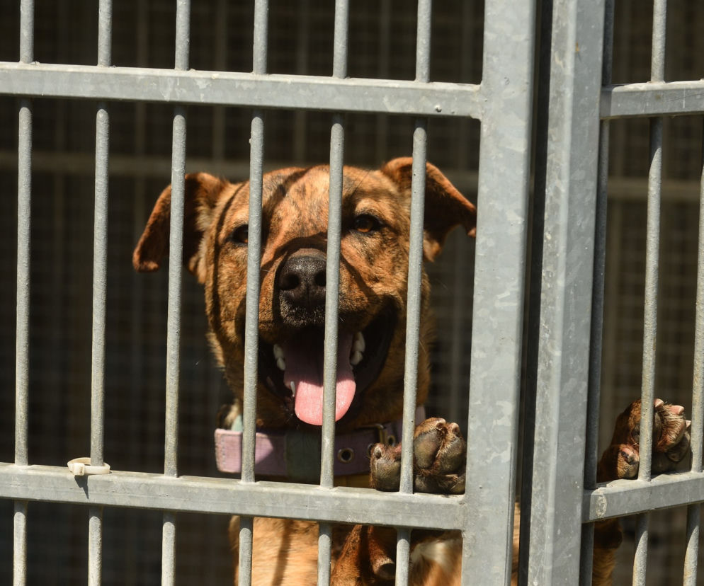 Awantura na Paluchu! Wolontariusze spierają się z dyrektorem