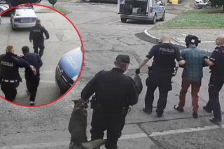 Gruzini terroryzowali mieszkańców Opola! Zdradziły ich... uszy