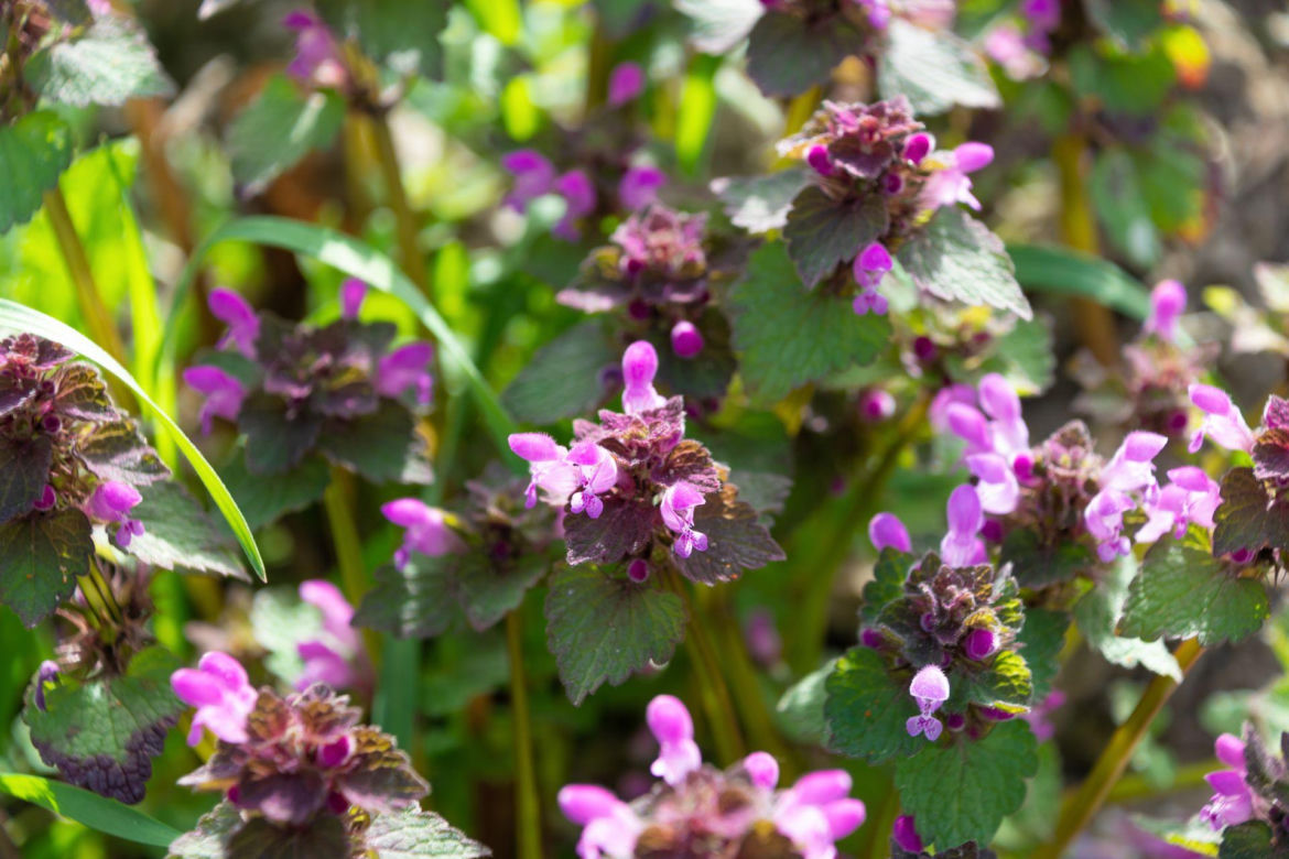Jasnota purpurowa