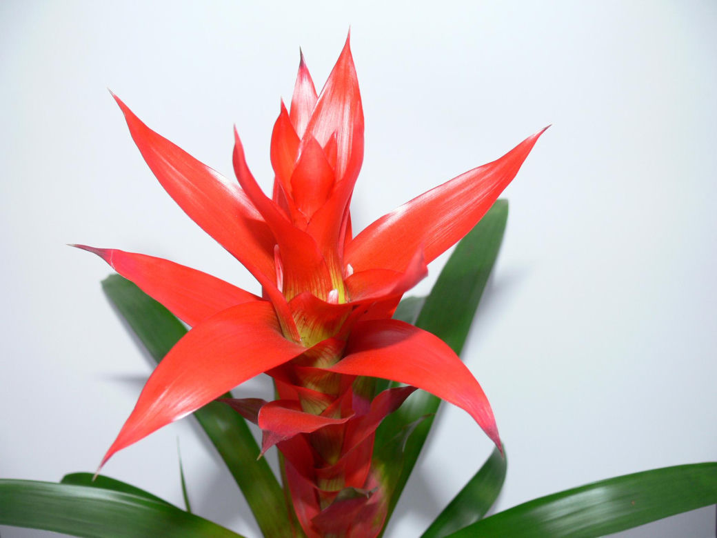 Guzmania