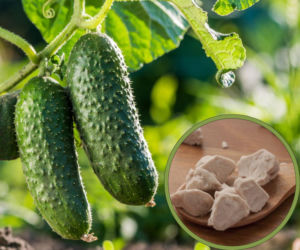Odżywka z drożdży do ogórków to sekret obfitych zbiorów