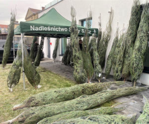 Choinkę za krew można było dostać w Nowym Sączu. Chętnych nie brakowało!