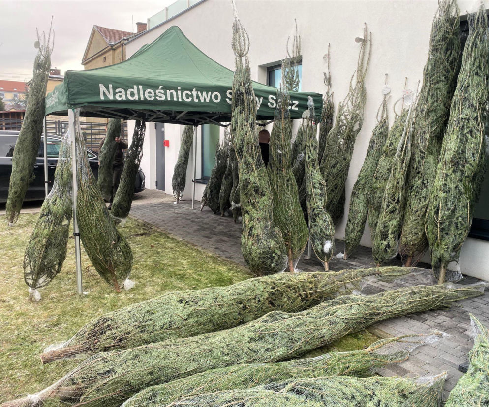 Choinkę za krew można było dostać w Nowym Sączu. Chętnych nie brakowało!