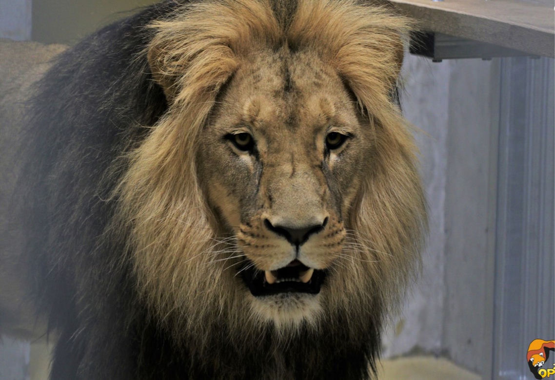 Opole. Lwy wróciły do zoo po 25 latach! Kiedy można oglądać? [ZDJĘCIA]