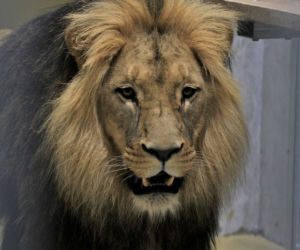 Opole. Lwy wróciły do zoo po 25 latach! Kiedy można oglądać? [ZDJĘCIA]