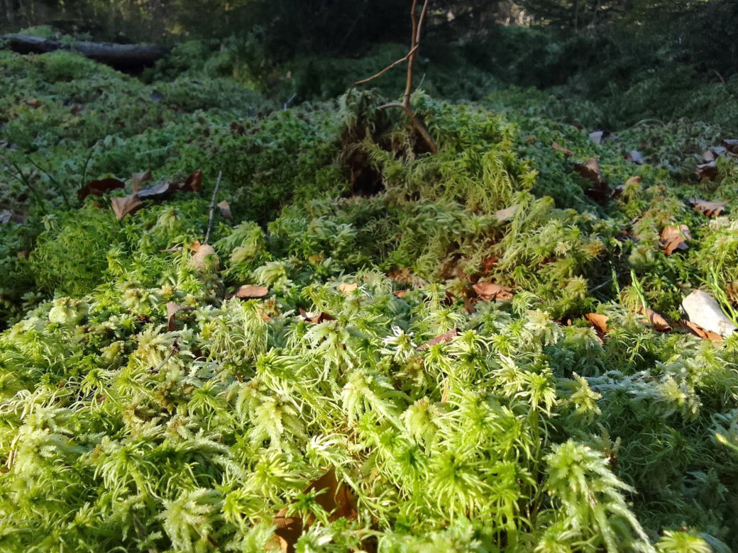 Bliżyńskie Lasy Naturalne