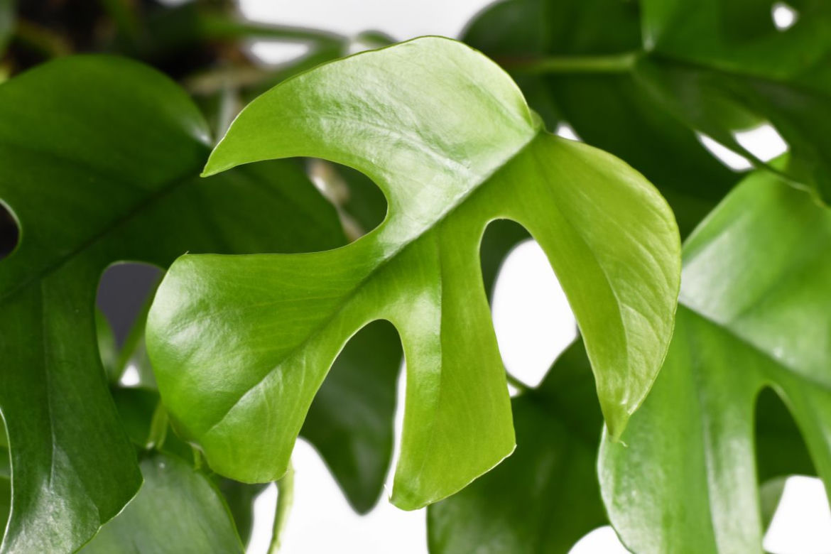 Monstera minima