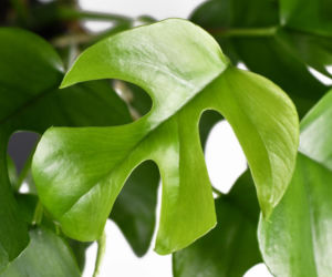 Monstera minima