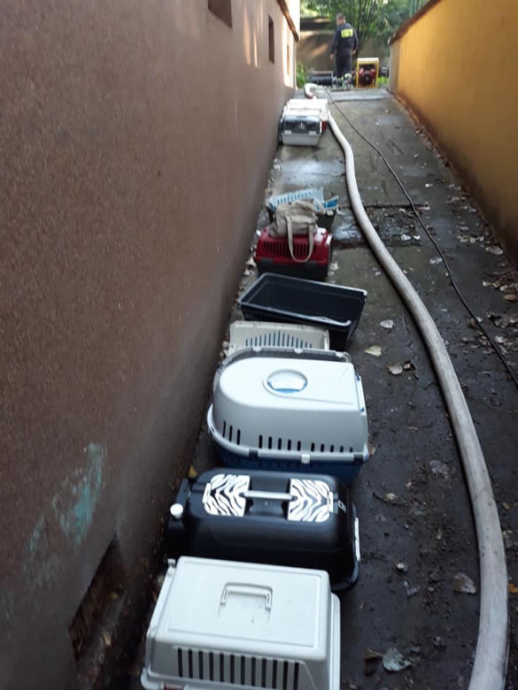 Kraków: Zalało budynek fundacji "Stawiamy na Łapy". Kilka zwierząt nie żyje [ZDJĘCIA]