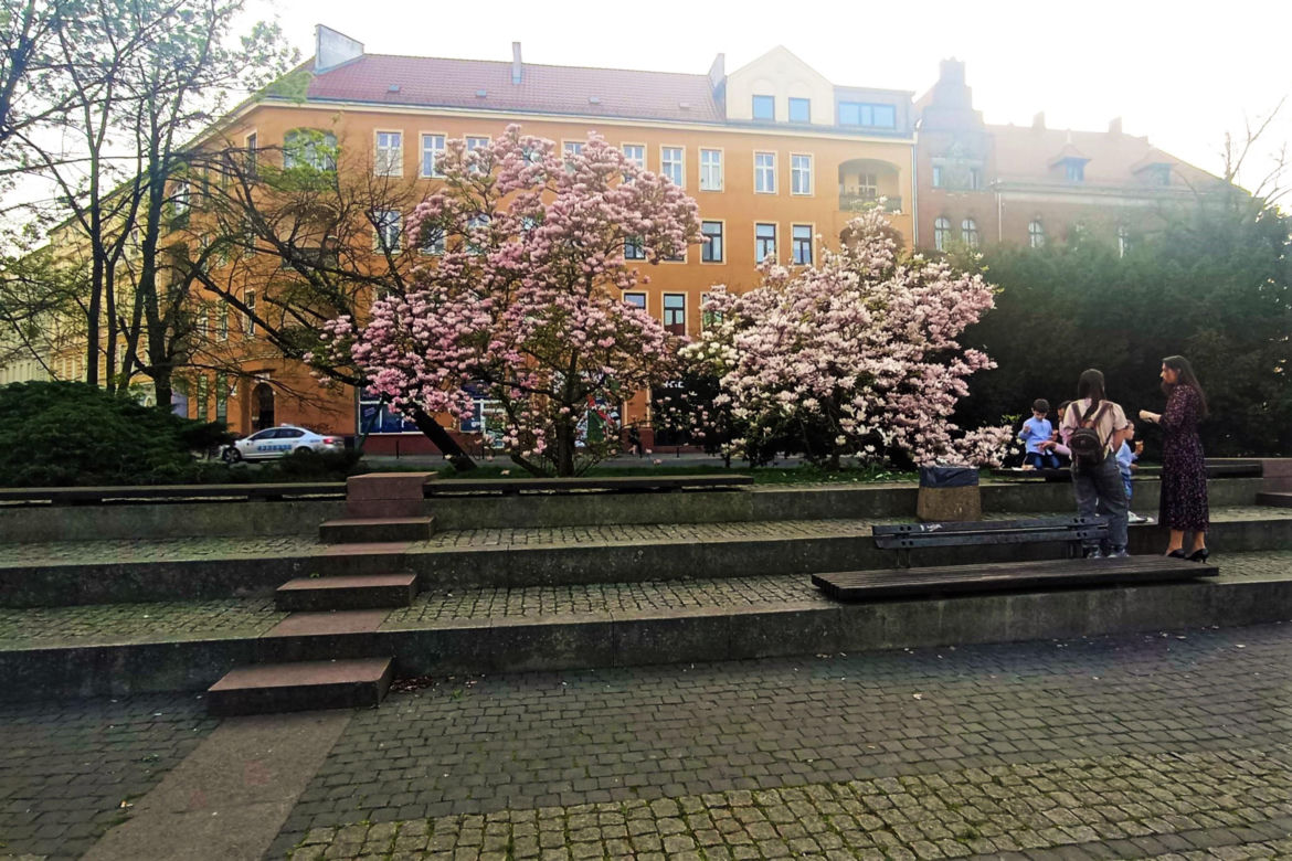 Magnolie w Szczecinie