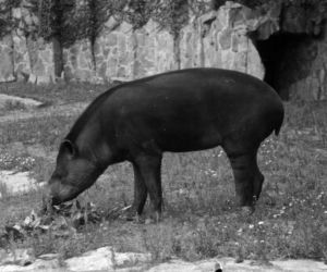 Zoo we Wrocławiu ma już 155 lat
