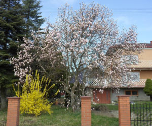 Szlak Kwitnących Magnolii