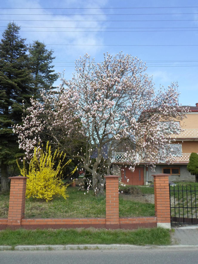 Szlak Kwitnących Magnolii