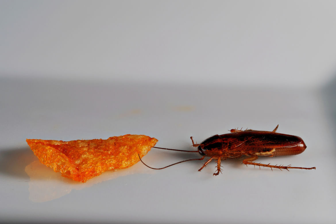 Karaluchy