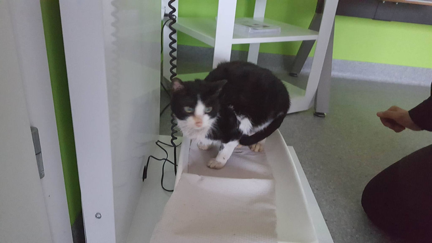 Koszmarna interwencja Animalsów w Krośnie
