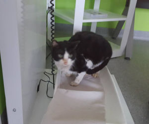 Koszmarna interwencja Animalsów w Krośnie