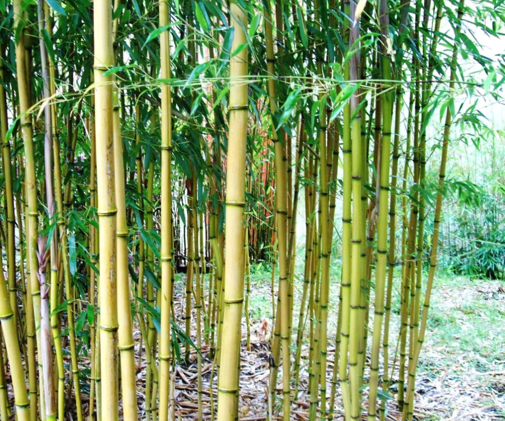 Fylostachys złotobruzdowy ‘Aureocaulis’