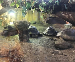 Żółwie jaja we Wrocławskim ZOO