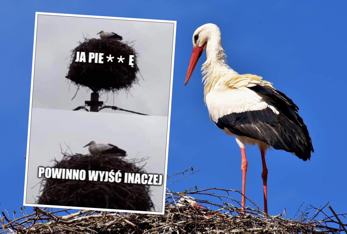 Bocian wywołał uśmiech na twarzy internautów. Pokochali go!