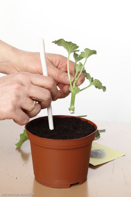 Rozsadzanie pelargonii