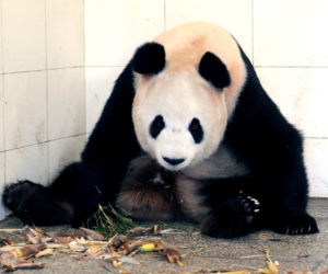 Fałszywa panda