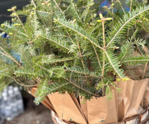 Akcja Sadzenia Lasu z Nadleśnictwem Radom